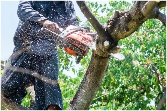 tree services Pinedale